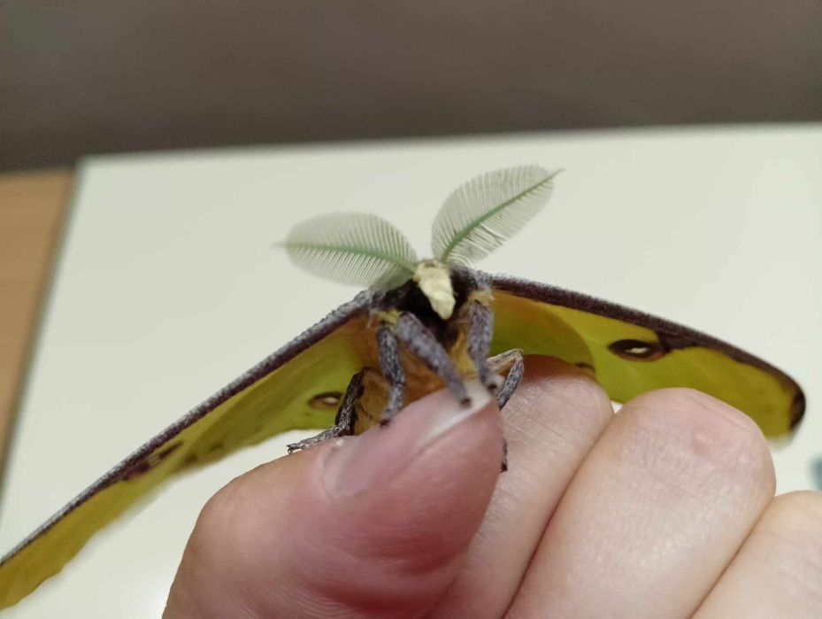 Argema mimosae poczwarka ćmy +inne gatunki