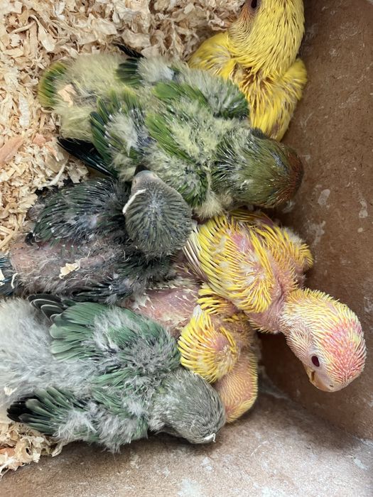 Varias aves dimesticadas  reserve ja!!