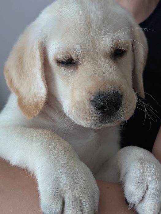 Labrador pies z rodowodem ZKwP FCI