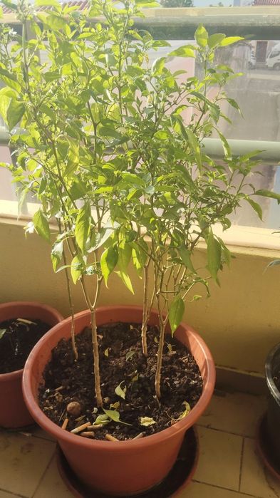 Plantas mangas e piripiri barato