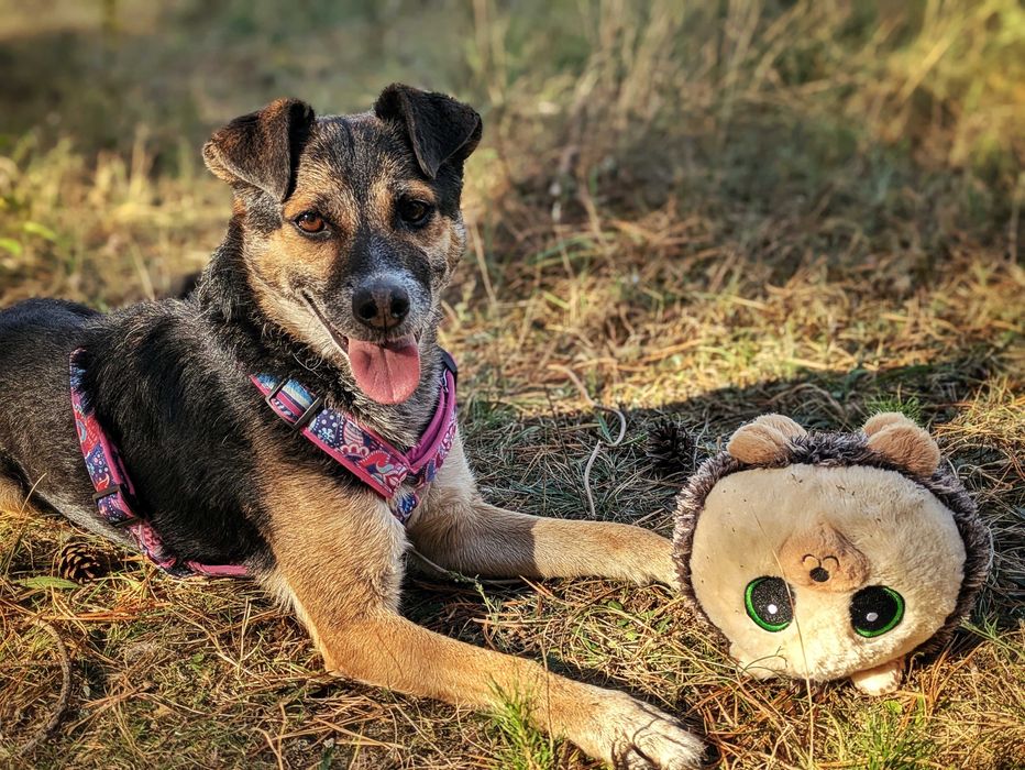 Tinajka czeka na swój dom w schronisku
