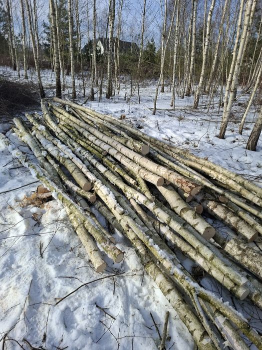 Sprzedam drewno brzoza *Sobolewo*