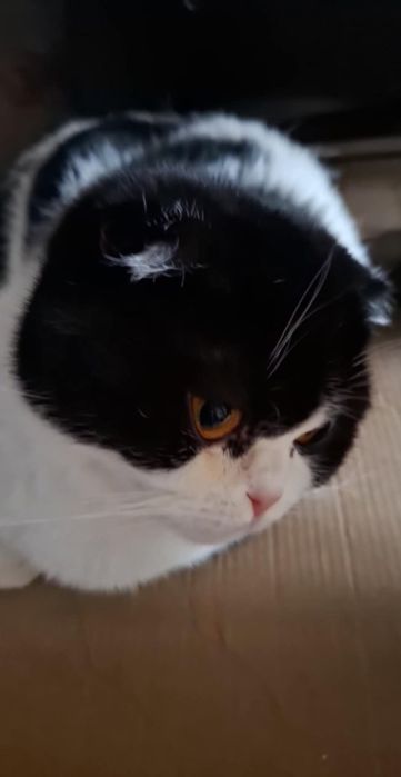 Шотландські коти