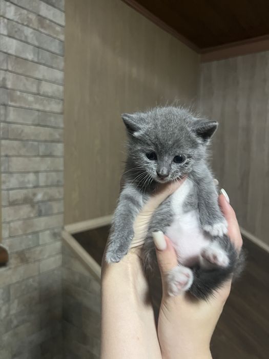 Віддам кошенят (2  дівчинки 1 хлопчик)