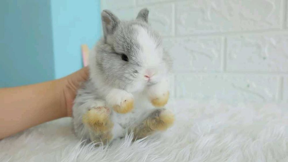 (KIT) Coelhos anões mini hôlandes, toy desparasitados e vacinados