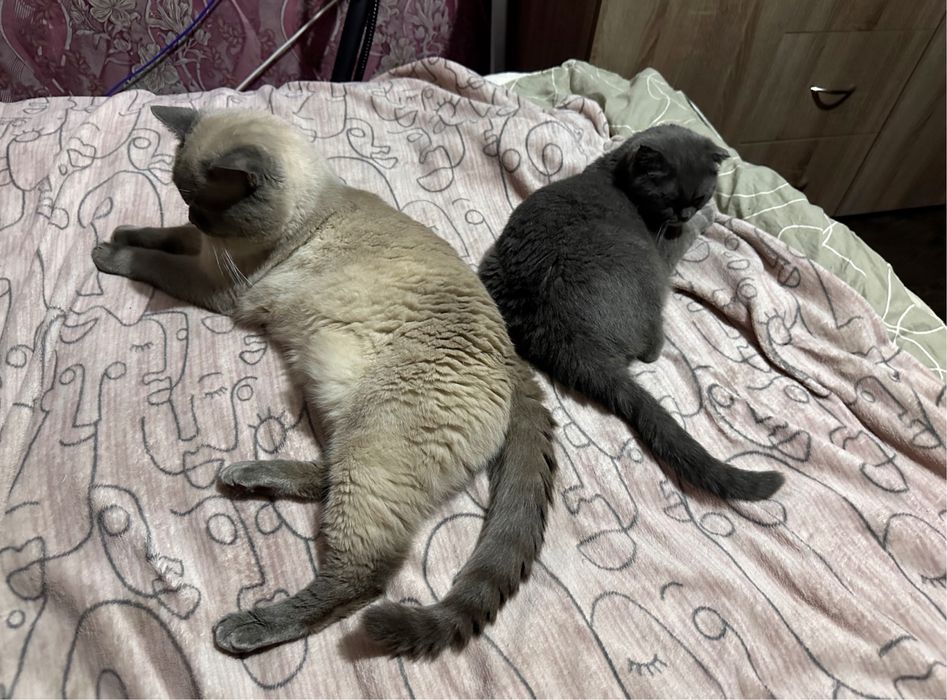 В продаже шотландская вислоухая девочка,шотландский прямоухий мальчик