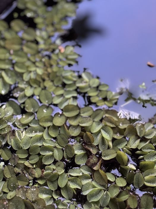 Plantas aquaticas