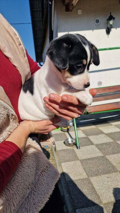 Oddam pieski bezpłatnie