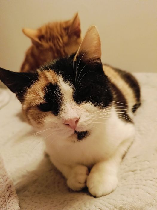 Malina i Łokietek szukają wspólnego domku