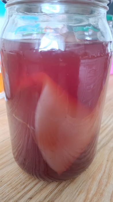 Grzybek scooby kombucha combucha matka starter