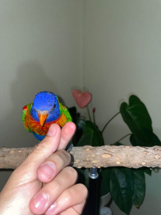 Loris molucano macho  criado a mão