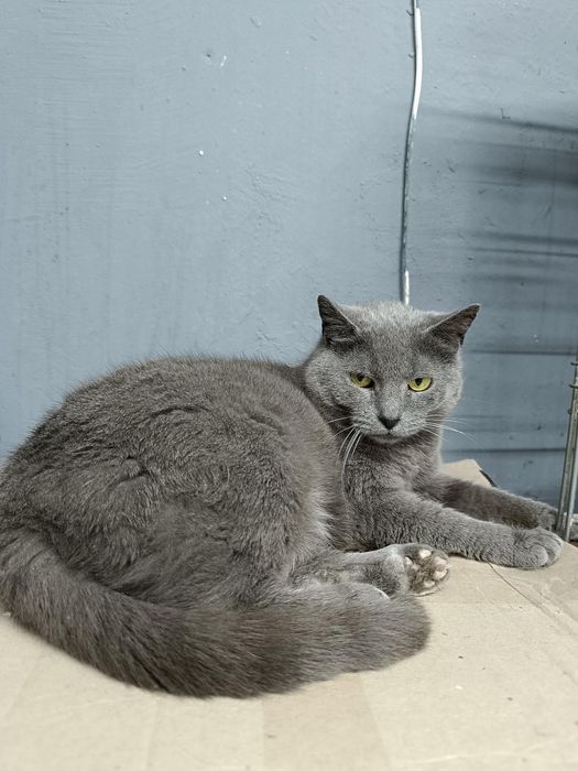 Метис британки бесплатно