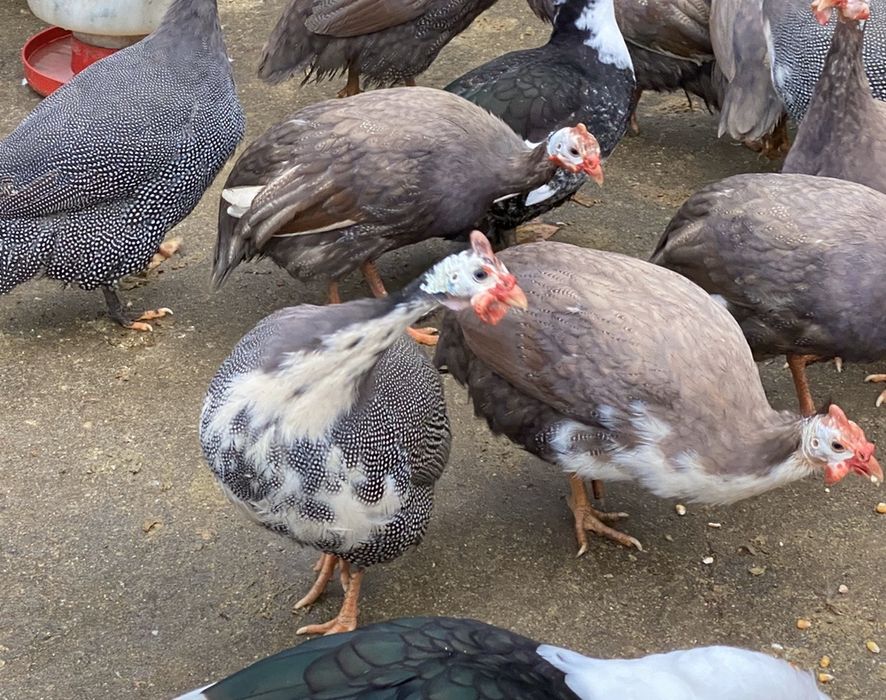 Fracas / galinha d/Angola.