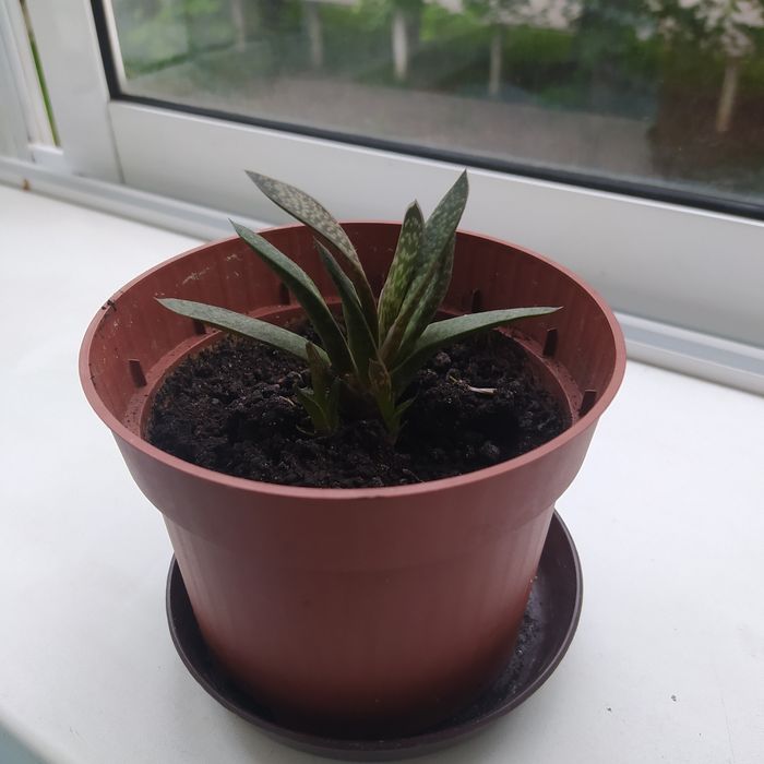 Кімнатні рослини гастерія