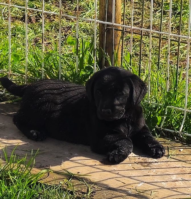Labrador retriever com pedigree