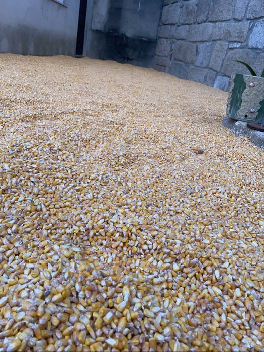 Milho graudo / miudo