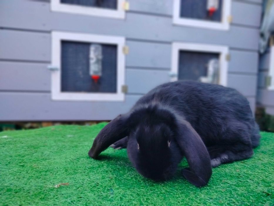 Królik baran francuski samiec czarny