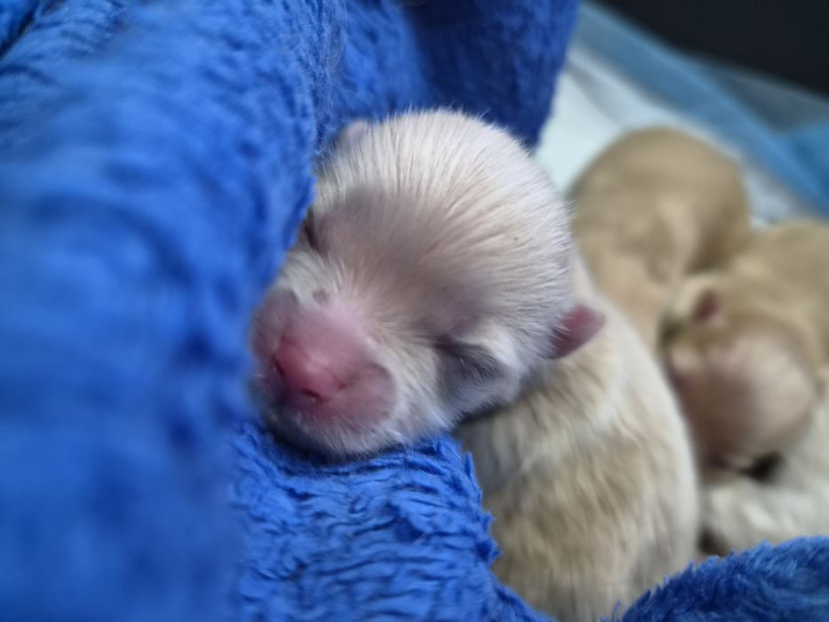 Xxs Pomeranian cream  Szpic miniaturowy,  cudowne maluszki