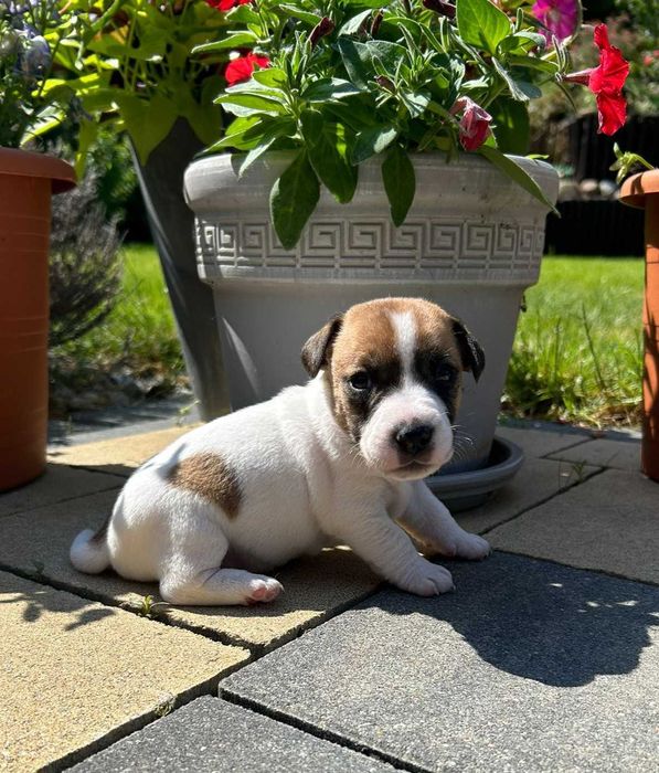 Jack Russell Terrier Gucio