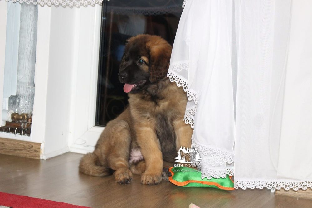 Leonberger suczka *FCI* ZKwP* gotowa do odbioru