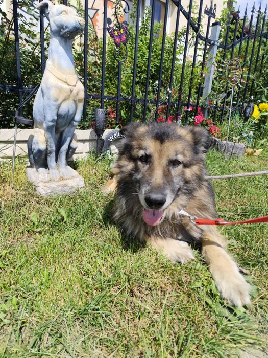 Kto pokocha starszego psa?