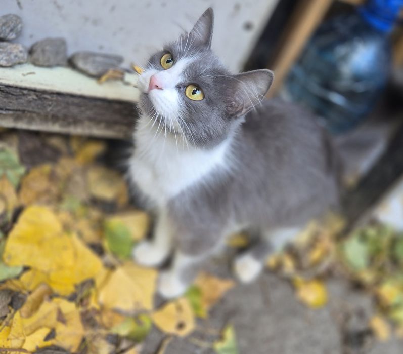 Кошеня підліток шукає дім