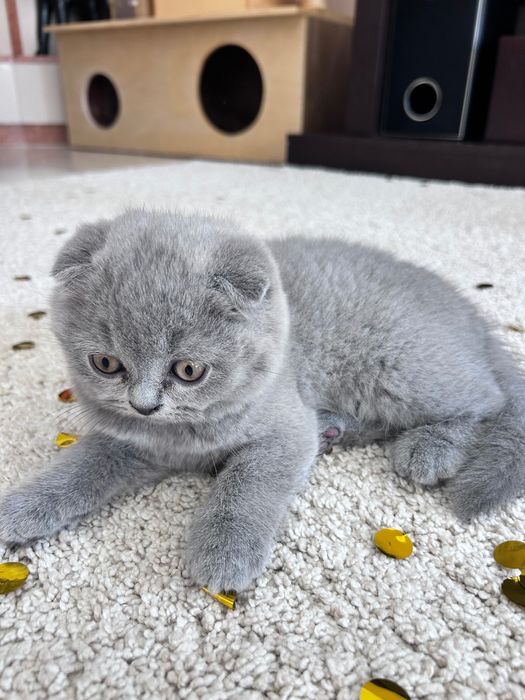 Gatinho Scottish Fold azul
