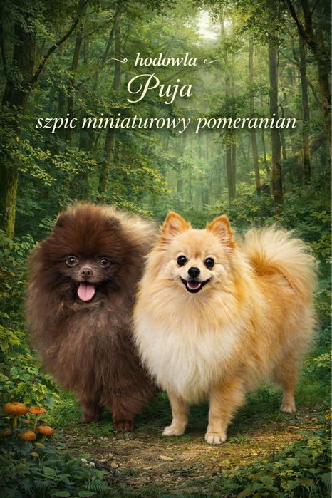 Szpic miniaturowy pomeranian