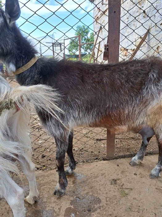 Продаю дойни Кози