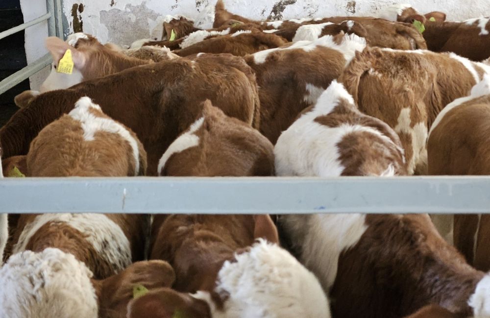 Byczki Simentale 60/130 kg