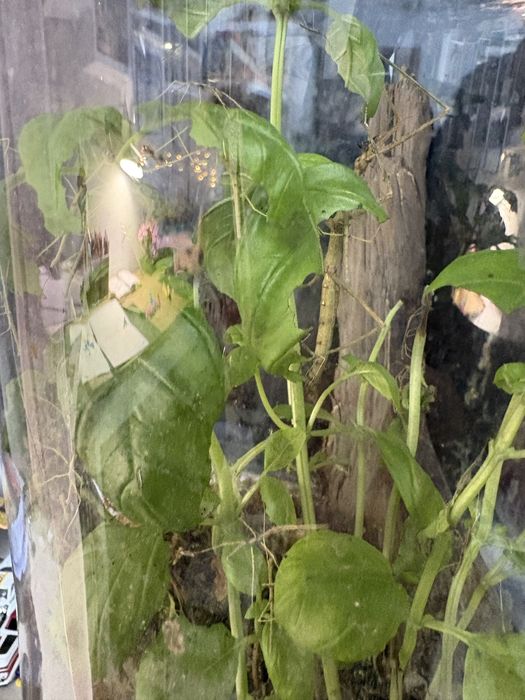 Oddam patyczaki