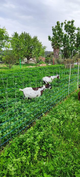 Casal de cabras anas