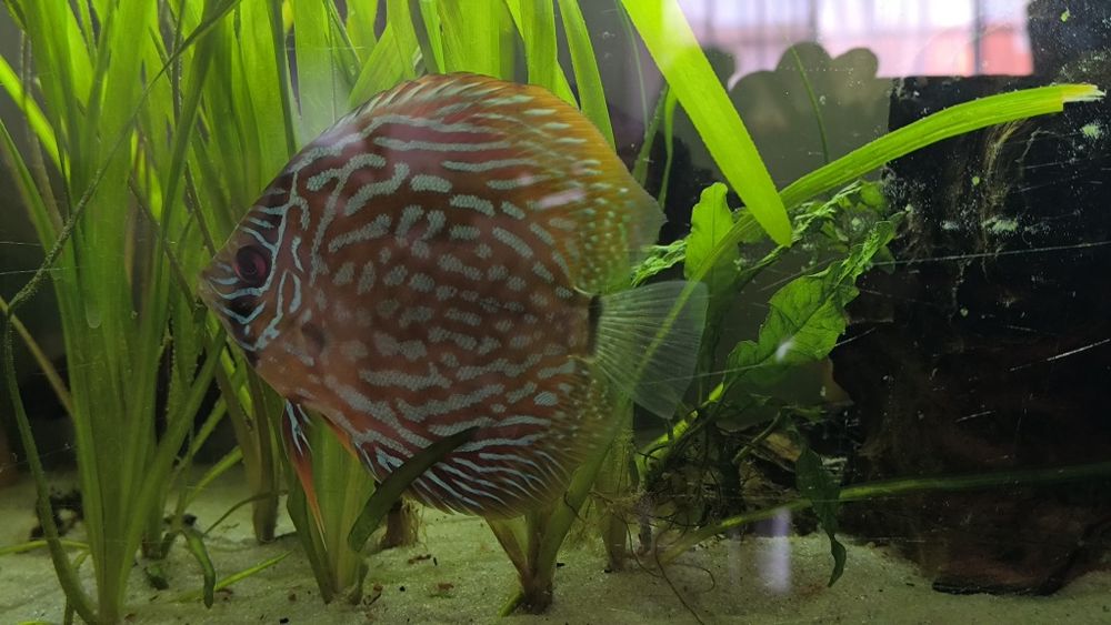 Discu Turquesa 12 cm