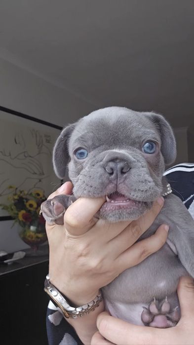 Bulldog francês Lilac