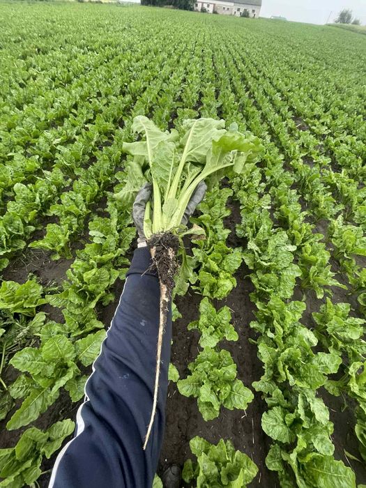 Siew pasowy Strip Till buraków, kukurydzy