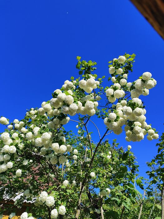 Калина Бульденеж