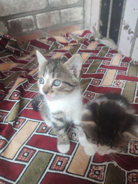 В добрі руки місто Ромни