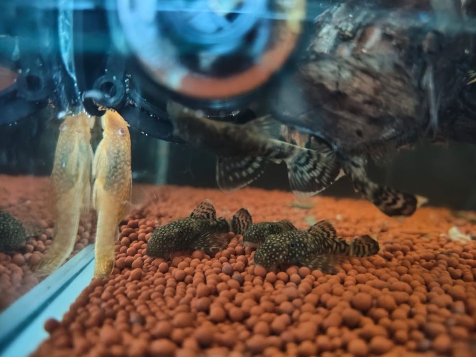 Ancistrus albinos e sp.