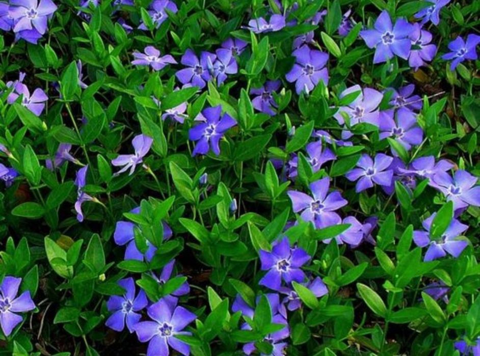 60zł 5 sadzonek roślin  kopane z gruntu