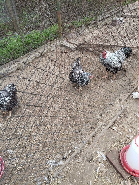 jaja lęgowe silki i innych kur ozdobnych