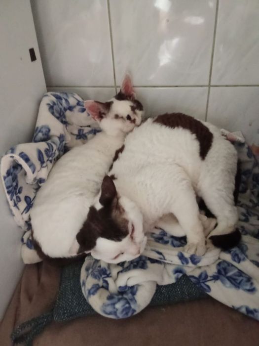 Шукає родину Девон- рекс