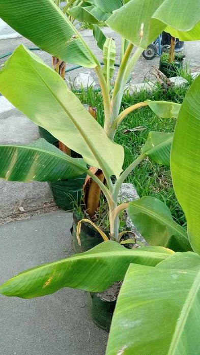 Bananeiras de varias especis