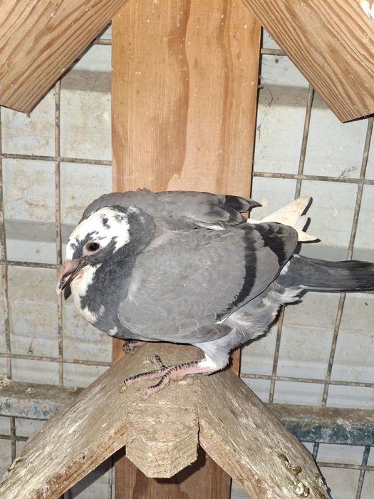 Pombos correio   borrachos