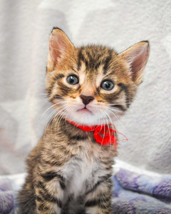 Kocurek do adopcji