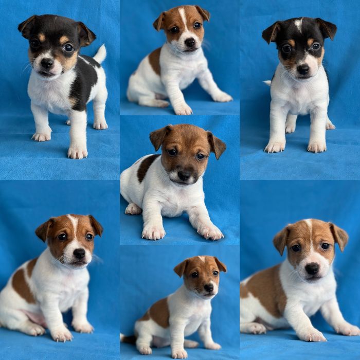 jack russell - Собаки - OLX.ua