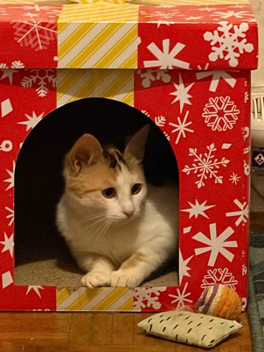 Piękna tricolorka do adopcji