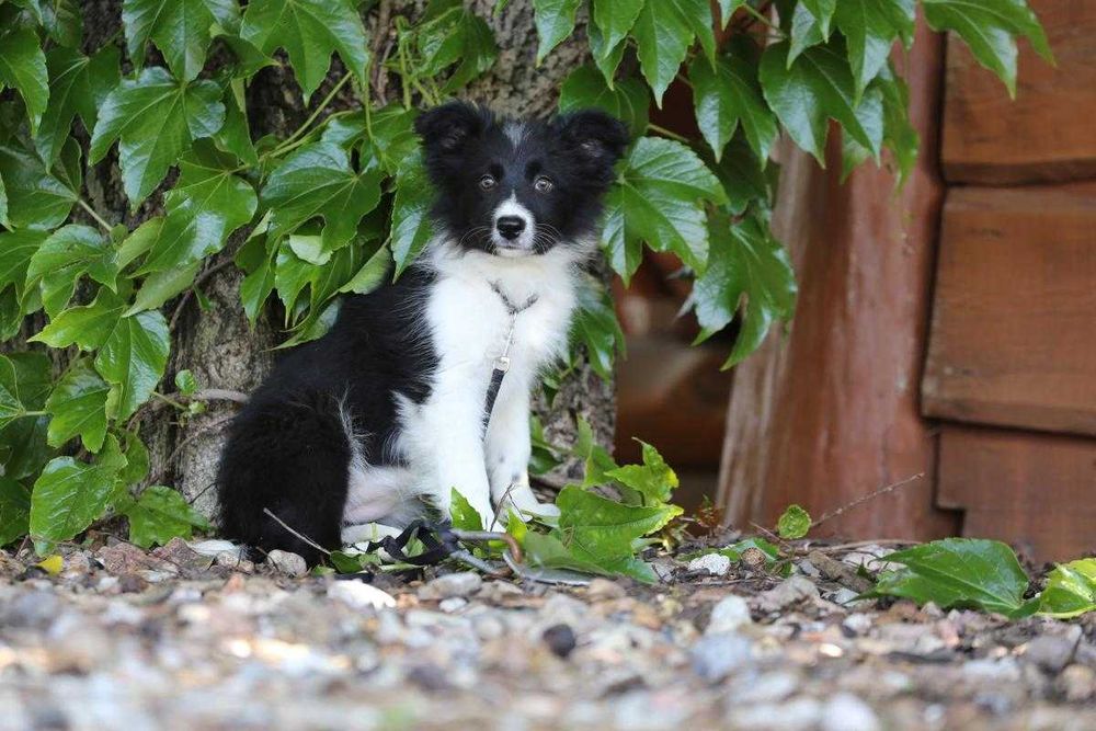 Border Collie szczeniak