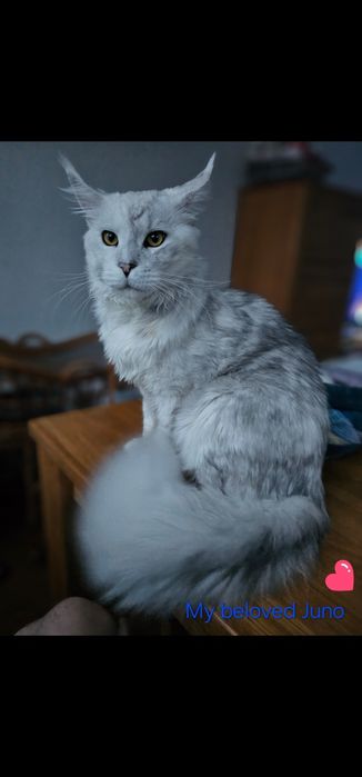 piękna Koteczka Gabriela Maine Coon as 11 z linii Shaded