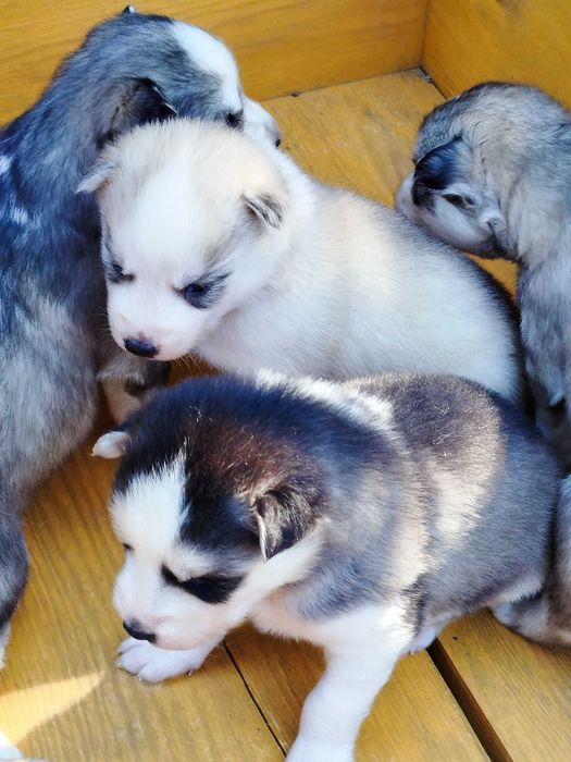 Siberian Husky pies tel.-575302039