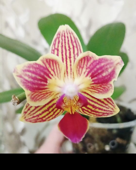 Продам свои домашние орхидеи. Адаптированы.